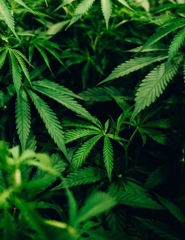 Ohto Kanninen: Kannabiksen laillistaminen voisi parantaa kansanterveyttä