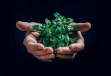 Liisa Häikiö ja Tuuli Hirvilammi: Sosiaalipolitiikalla voidaan tasoittaa vihreää siirtymää