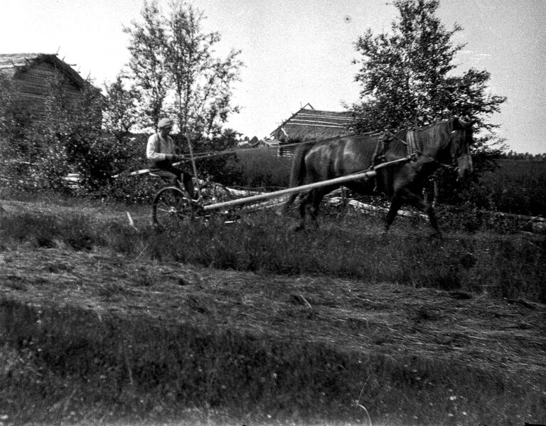 <strong>Sirpa Kurppa: Monimuotoisuus väheni, kun kuivaheinä katosi</strong>