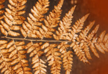 Osaaminen ja sen arvostus